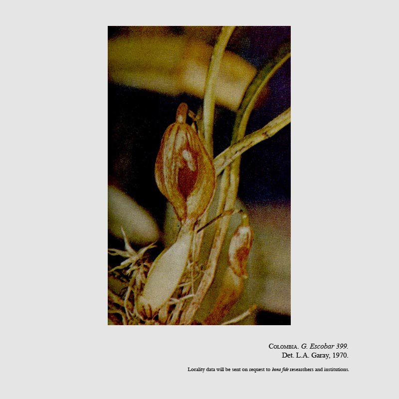 Phloeophila pleurothallopsis
